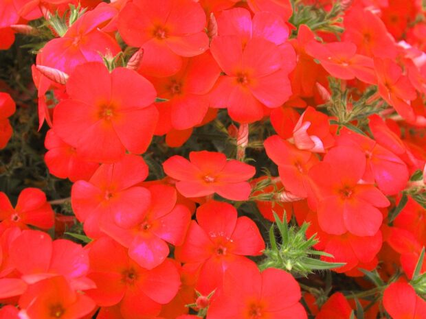 Phlox p. Adessa orange, Phlox
