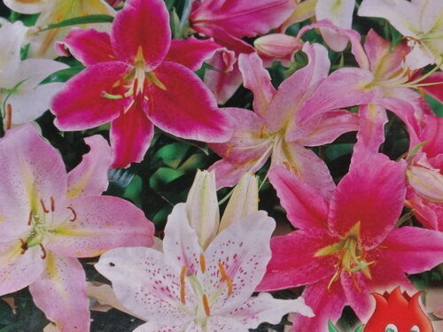 Lilien oriental Mischung x5 18/20
