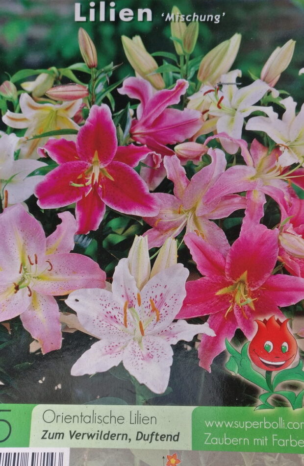 Lilien oriental Mischung x5 18/20