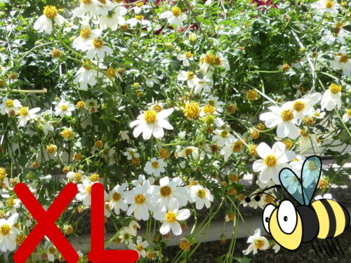 Bidens, weiße Goldmarie