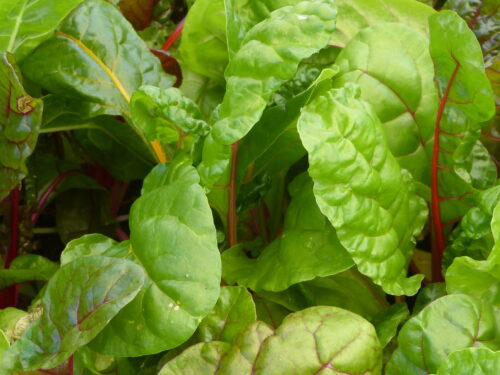 Beta vulgaris, Cäsars bunter Stängel, Mangold