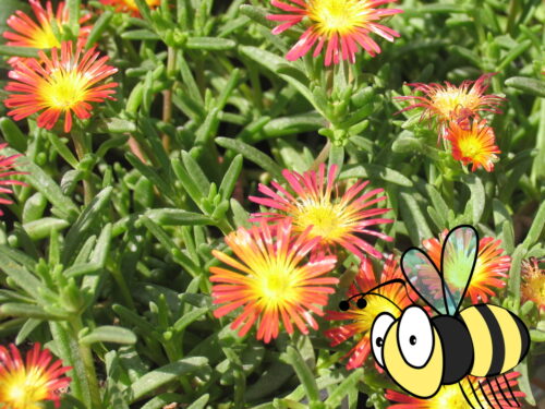 Delosperma N., Mittagsblume