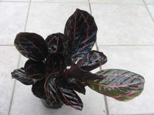 Calathea i.Sorten