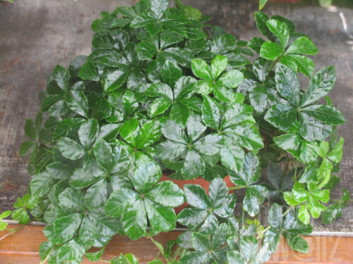 Parthenocissus striata, Zimmerwein