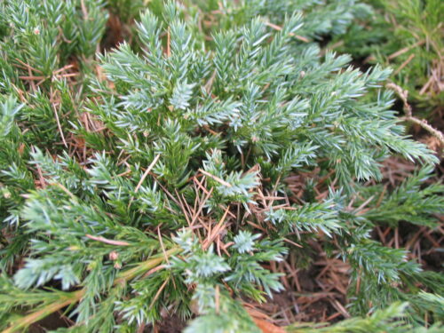 Juniperus squamata Blue Carpet