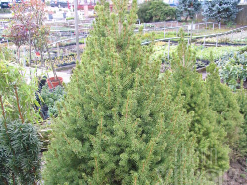 Picea glauca Conica T17 - Zuckerhutfichte