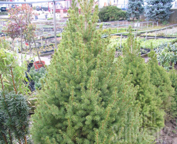 Picea glauca Conica T17 - Zuckerhutfichte