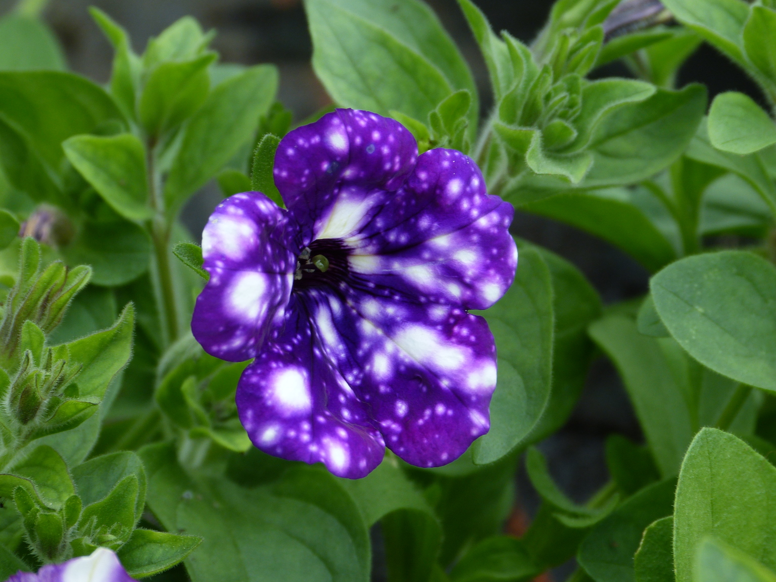 Petunia Nightsky, Hängepetunie - Blumen Schwarz