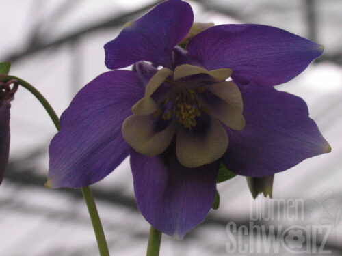 Aquilegia, Akelei