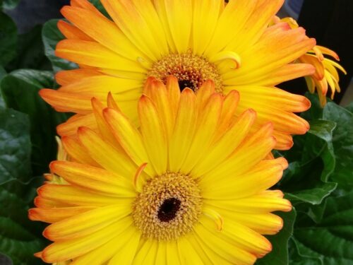 Gerbera-Hybriden,