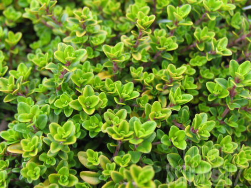 Thymus citriodorus Golden King - GoldrandThymian