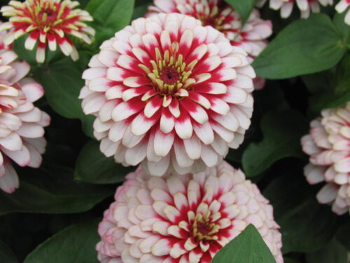 Zinnia, Topfzinnie T12