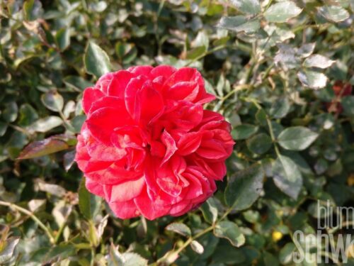 Rosa Rote The Fairy Bodendeckerrose