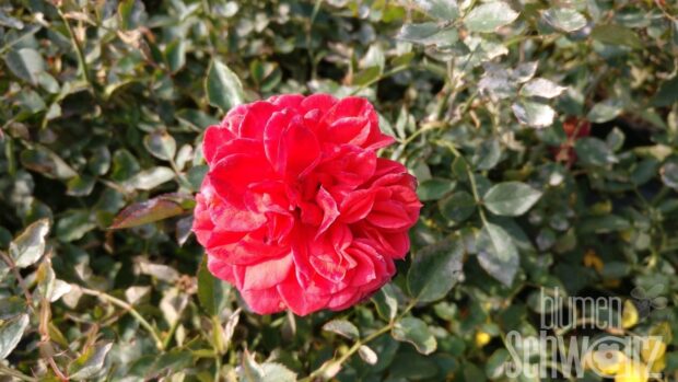 Rosa Rote The Fairy Bodendeckerrose