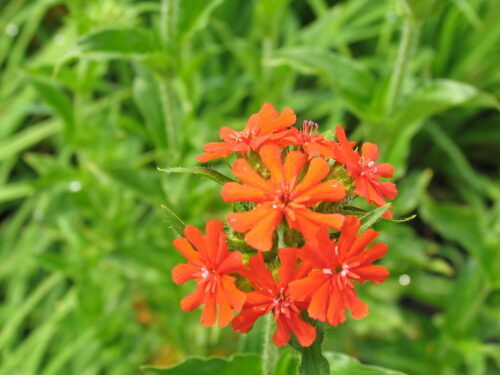 Lychnis chalc., brennende Liebe