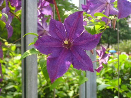 Clematis in Sorten m. Gestell, C2