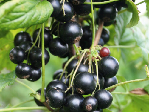 Ribes nigrum Patio Black T17 - Schwarze Johannisbeere