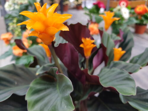 Calathea crocata