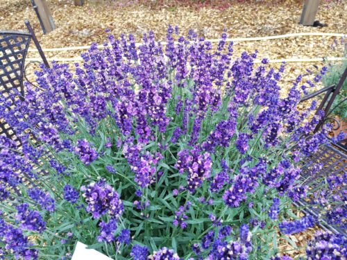 Lavandula ang. , Lavendel