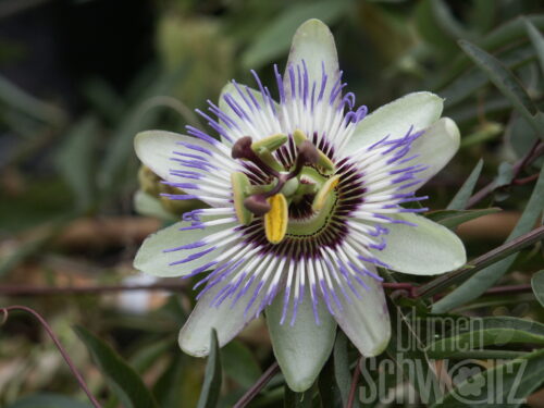 Passiflora caerulea, Passionsblume, Bügel