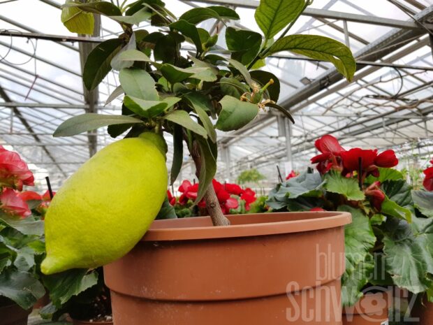 Citrus bergamia Bergamotte HST T20 (1xR)