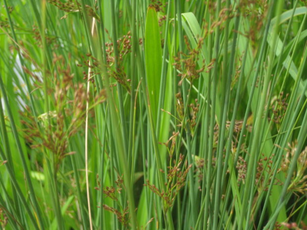 Juncus effusus Binse