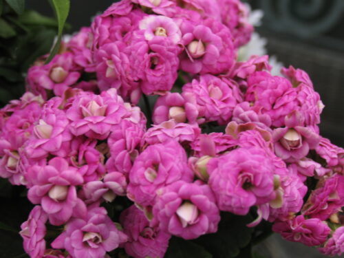 Kalanchoe blossfeldiana, flammendes Kätchen