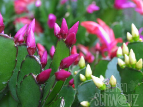 Schlumbergera, Blattkaktus, T13