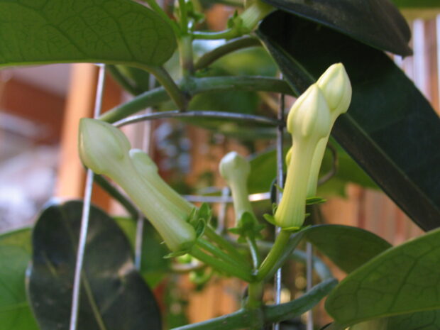 Stephanotis floribunda, Kranzschlinge,Sonderform