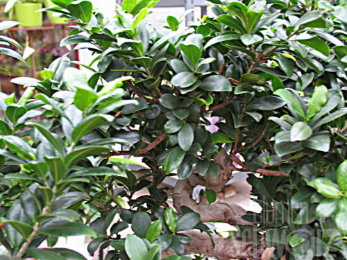 Ficus microcarpa, Bonsai, T14,Birkenfeige