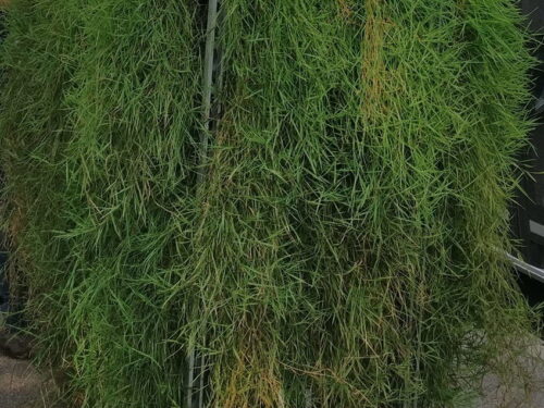 Agrostis, Hängebambus