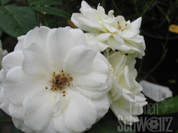 Rosa Schneewittchen, Stamm 90cm