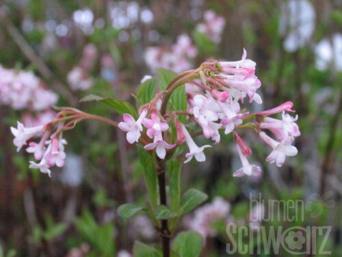 Viburnum bod. Dawn T17 - Winterschneeball