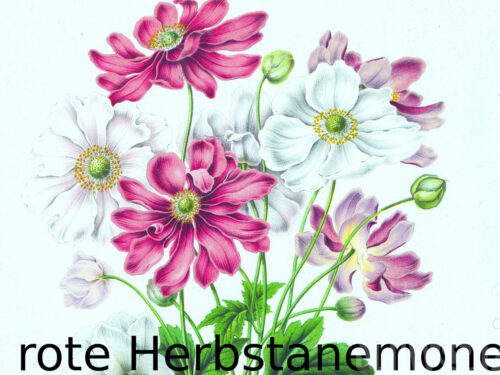 Anemone hupehensis rosa, 3l