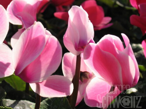 Cyclamen/Alpenveilchen midi Sonderform/Farbe