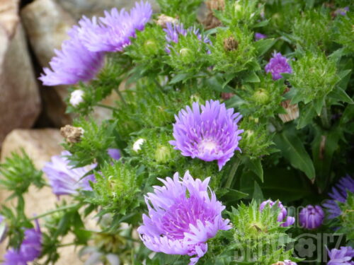 Stokesia laevis, Kornblumenaster