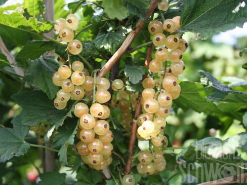 Ribes Weiße Versailler Johannisbeere