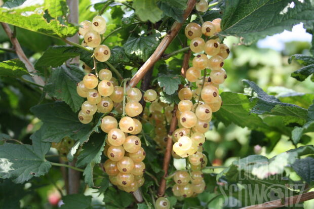 Ribes rubrum Summer Pearls White T17 - Weiße Johannisbeere