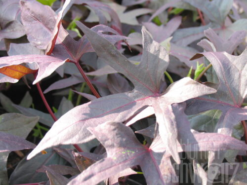 Ipomoea batatas - Zier-Süßkartoffel