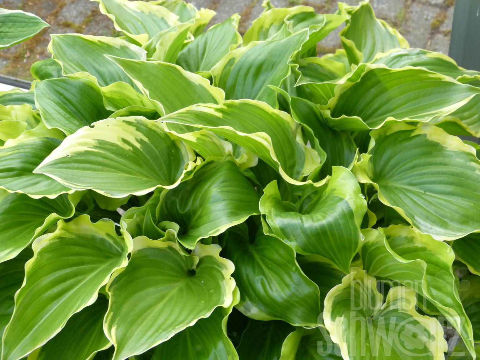 Hosta Golden Tiara, Funkie Blumen Schwarz