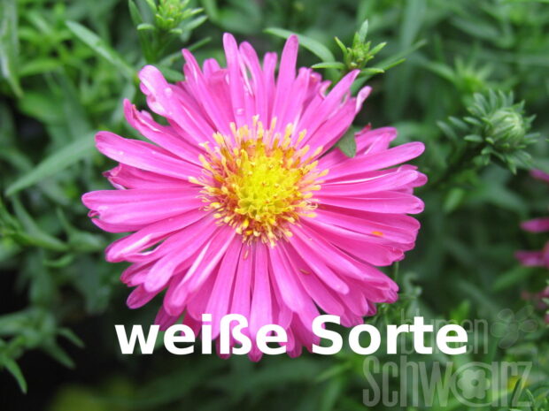 Aster n.b. weiße Herbstaster