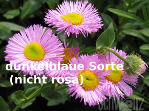 Erigeron Sommerabend, Helllila Feinstrahlaster