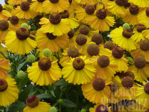 Helenium El Dorado, Sonnenbraut