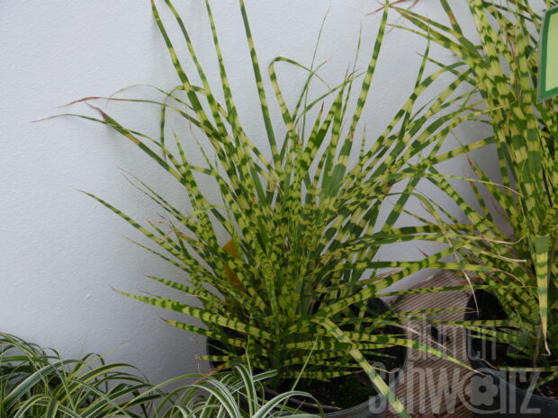 Miscanthus sinensis Zebrinus, Chinaschilf