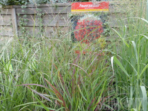 Panicum v. Heavy Metal - Rote Rispenhirse