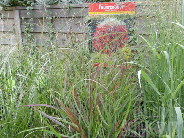 Panicum v. Heavy Metal - Rote Rispenhirse