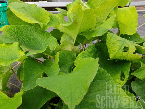 Trachystemon, Rauling