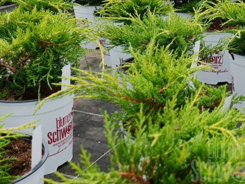 Juniperus horizontalis Golden Carpet, C2, 20-25