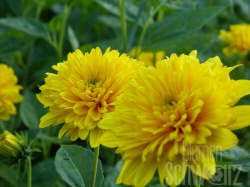 Rudbeckia lac. Goldquelle, Sonnenhut