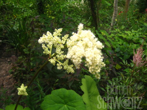 Filipendula, gefülltes Mädesüß